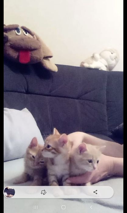 Котята  крысоловы