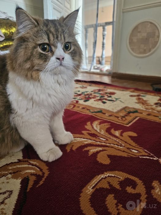 Zotor mushuk qoni toza