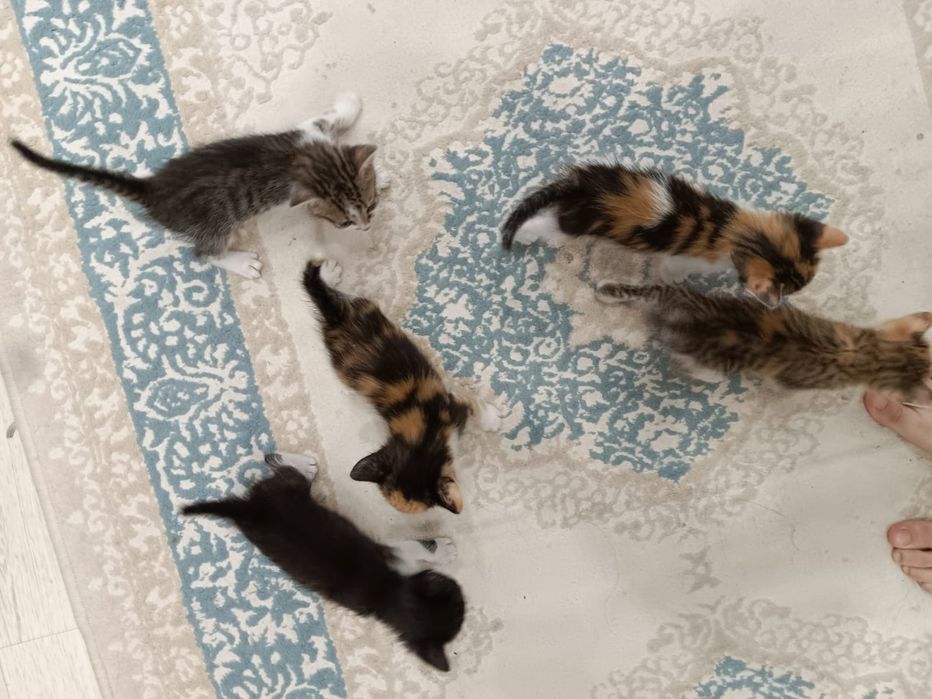 Котята с кошкой.