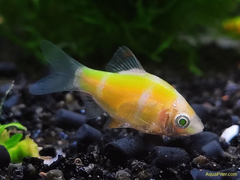 Барбус желтый гло - яркая, необычная рыбка