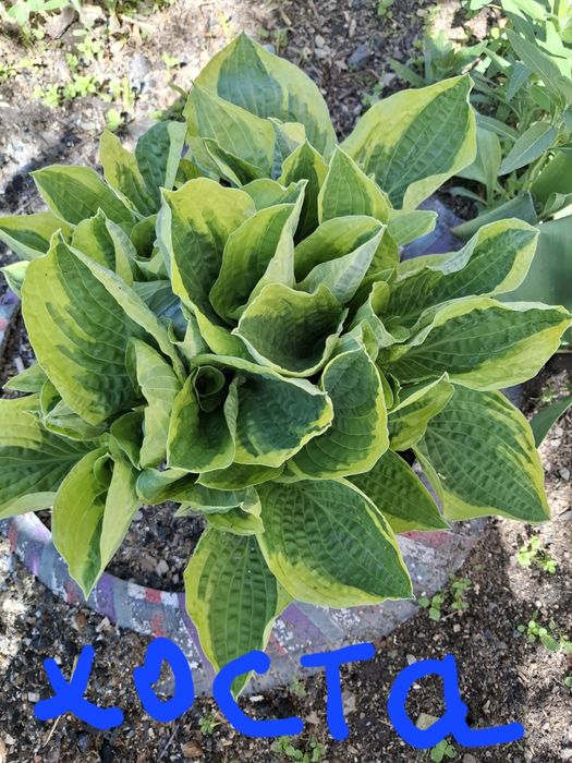 Цветы многолетники.