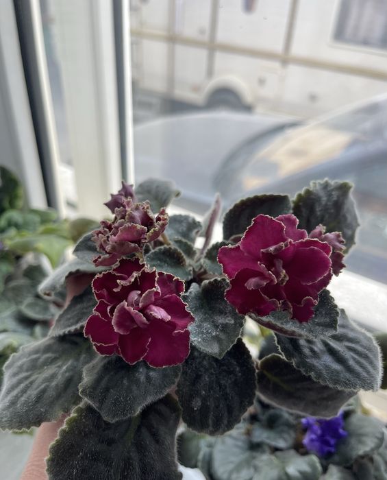 Продам цветущие сортовые фиалки