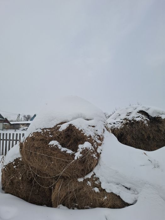 Продам сено и овес