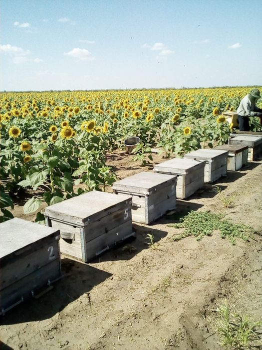 Продам мёд оптом