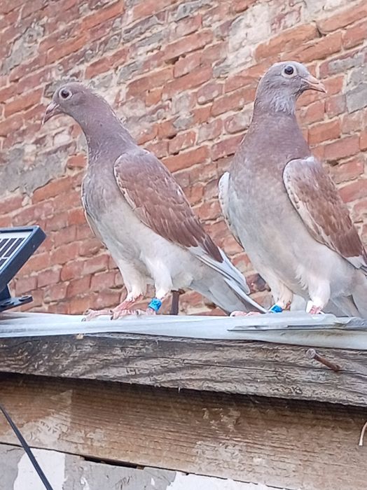 Voiajori de maraton de vinzare în Timișoara!