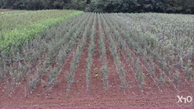 vind pomi fructiferi altoiti