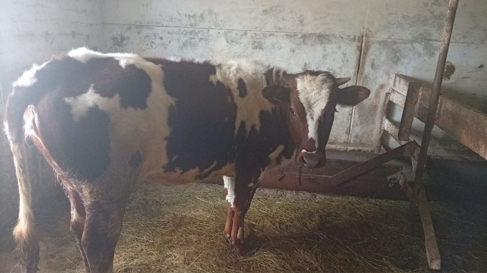 Продам годовалых телят