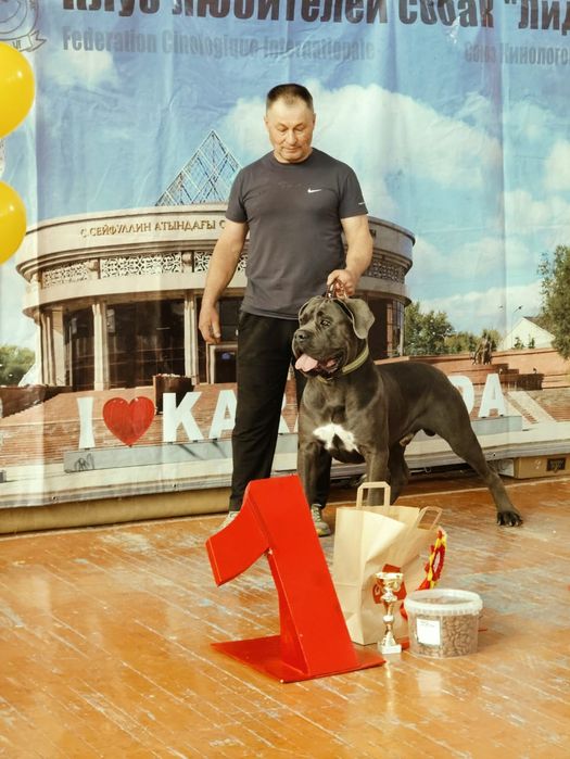 Продаются отличные щенки кане-корсо