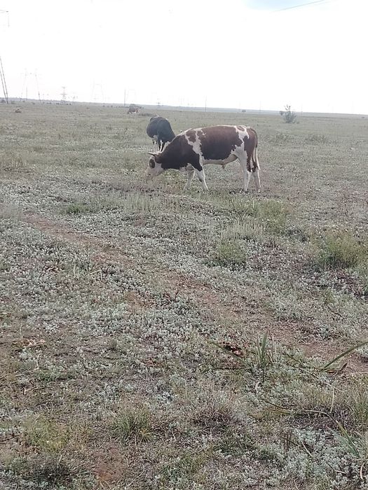 3 жасар Букалар сатылады.