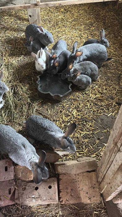 Қояндар сатылады(көжектерімен)