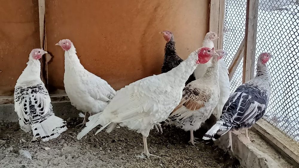 Индюки семья продается