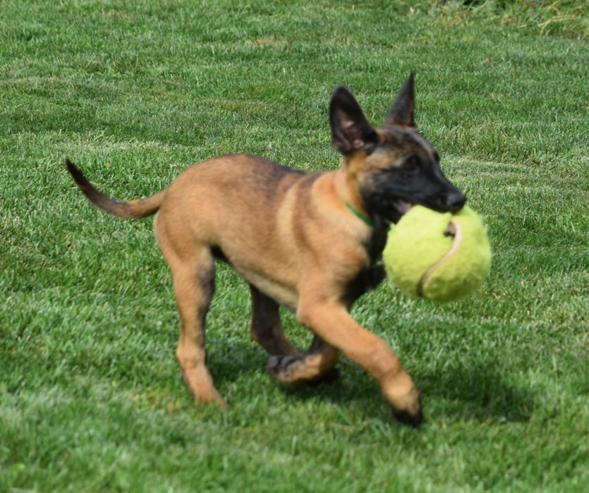 Ciobănesc Belgian Malinois