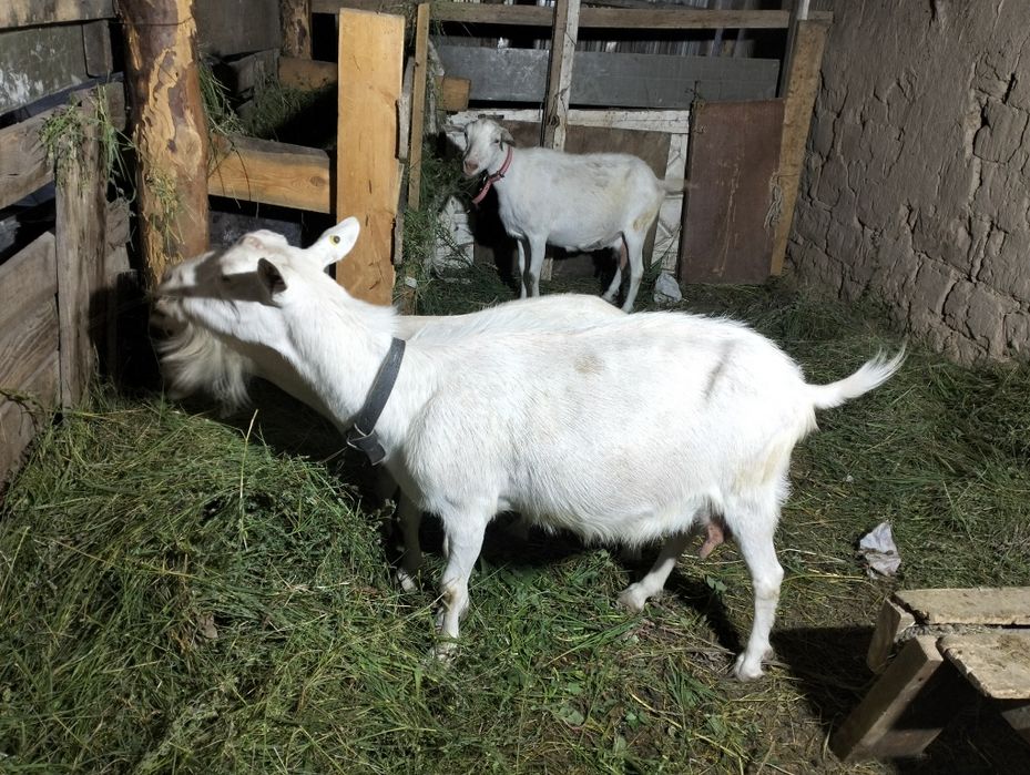 Коза доиная сауын ешкы