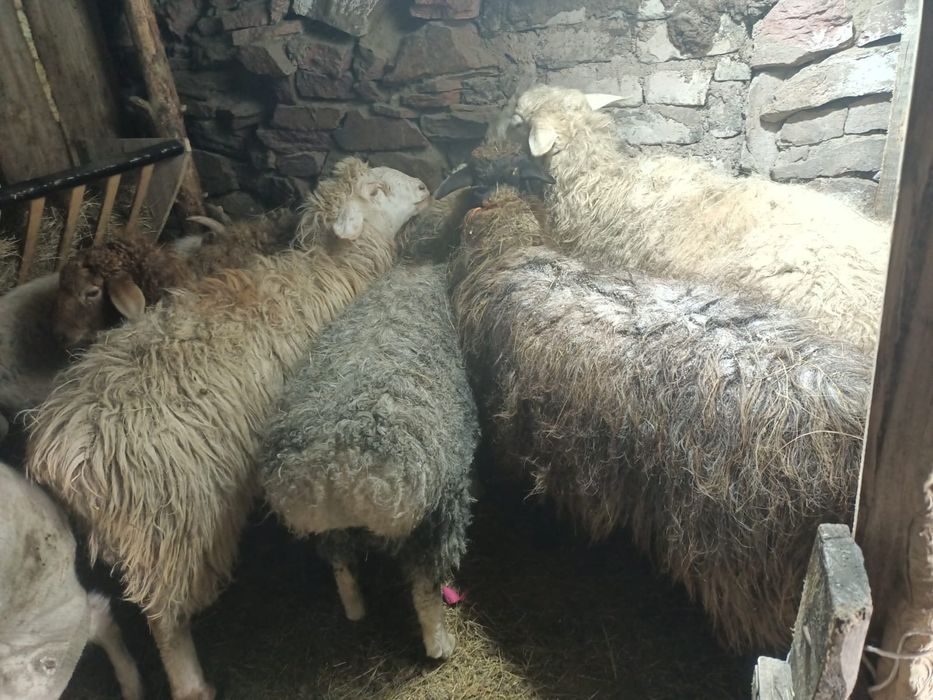 Бараны жирные хорошие