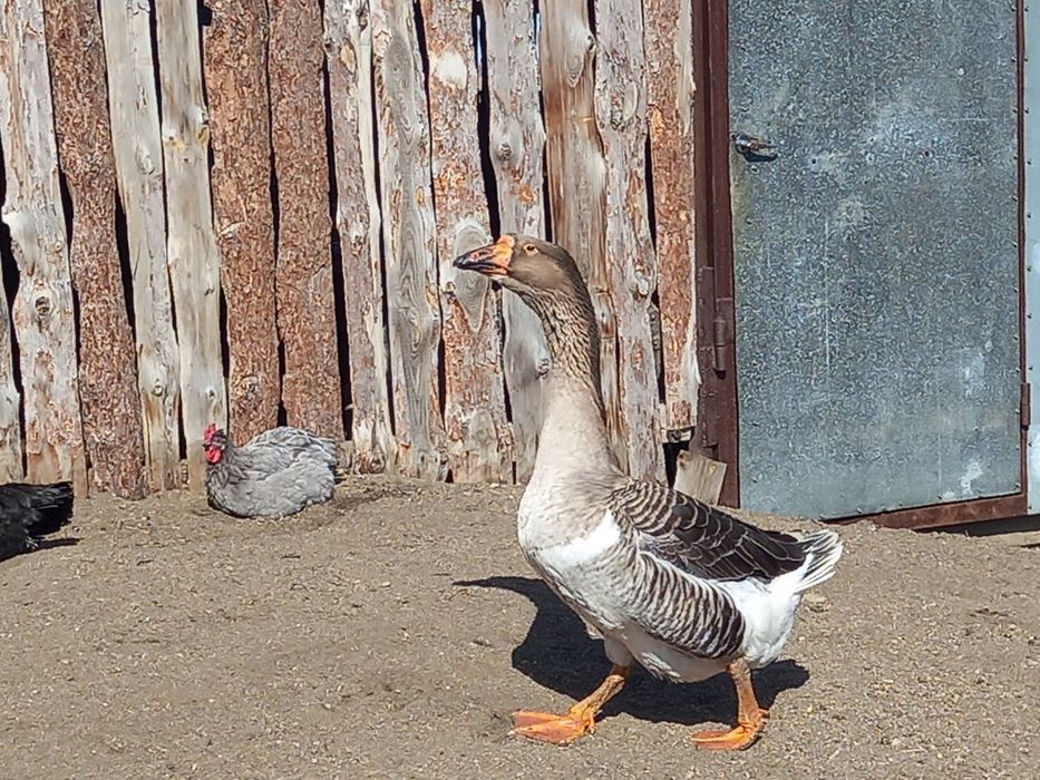 Продам молодых гусаков