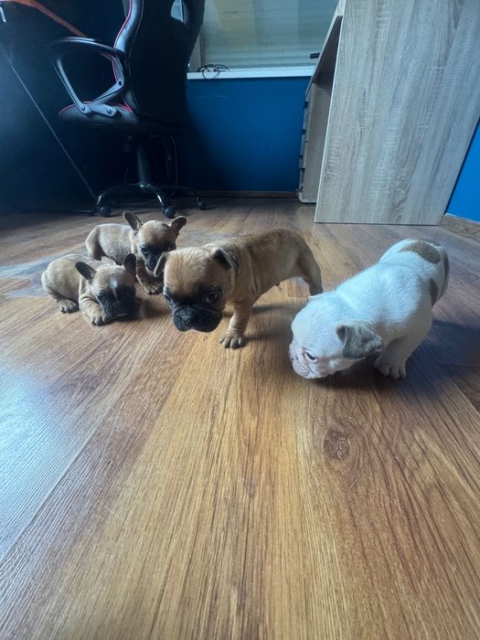 Френски булдог !!!