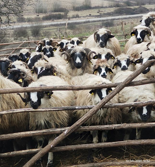 Oi , cârlani 50 bucăți