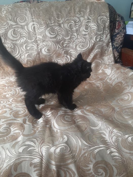 Отдадим котят в добрые руки
