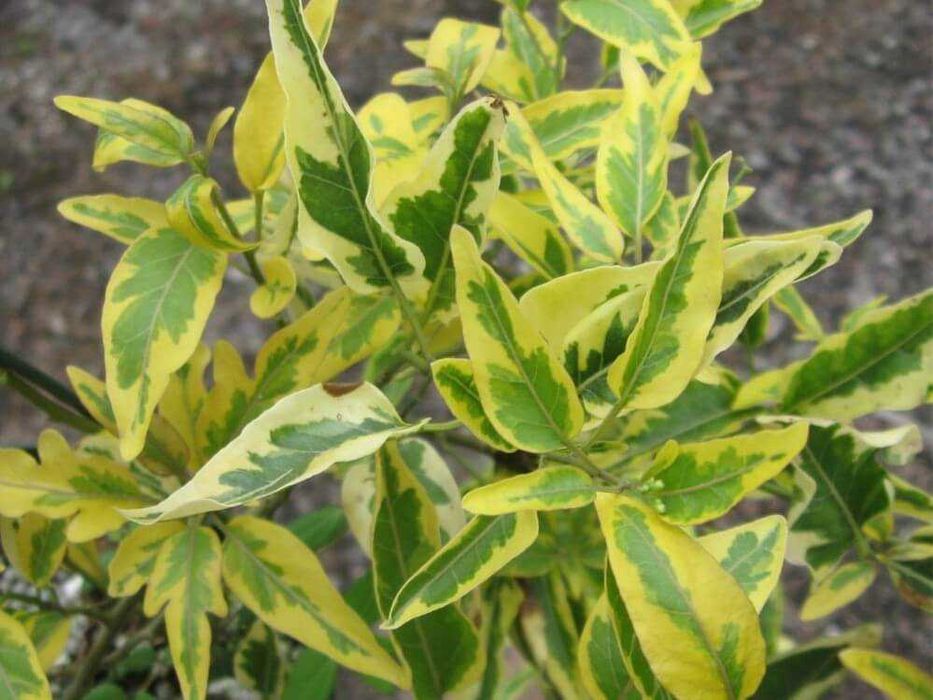 Iasomie batuta Virginalis cu frunza variegata aurea