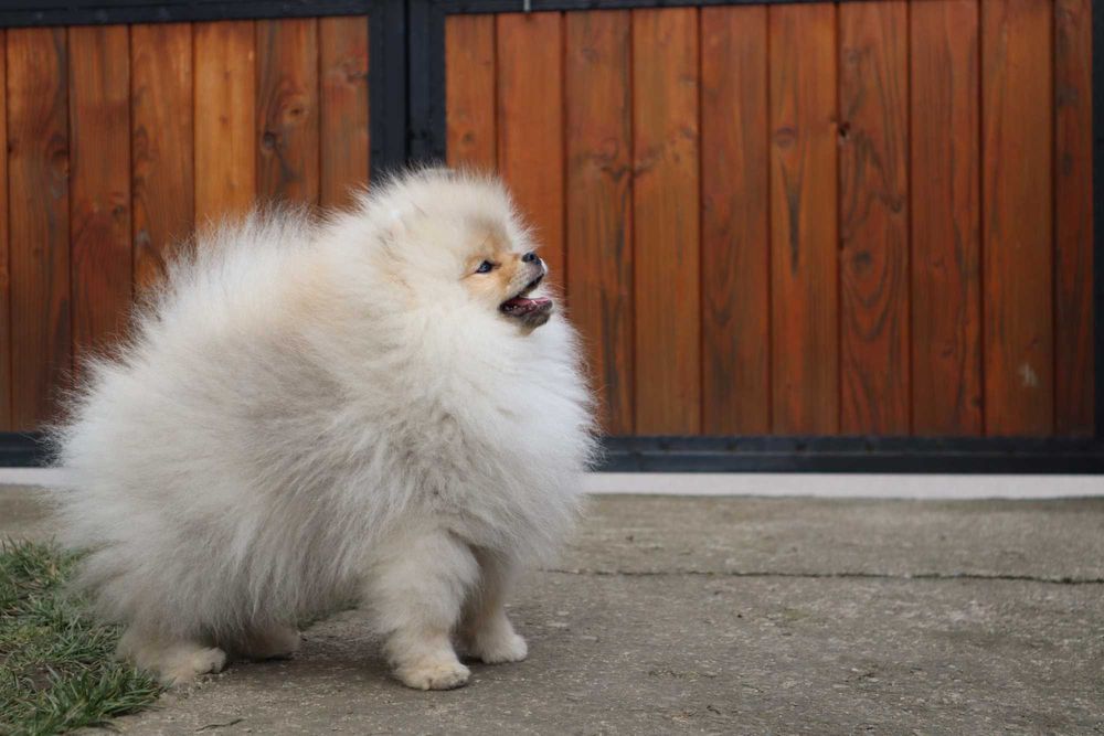 Страхотно момченце померан с родословие FCI