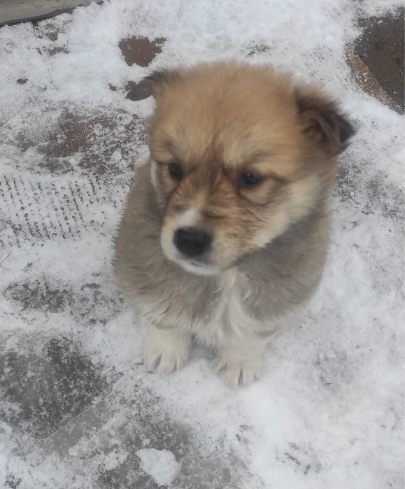 Щеночки в хорошие руки