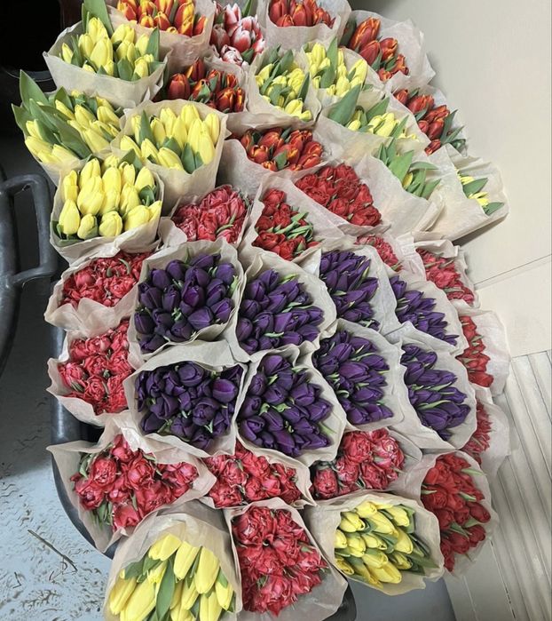 Самые крупные тюльпаны в Казахстане