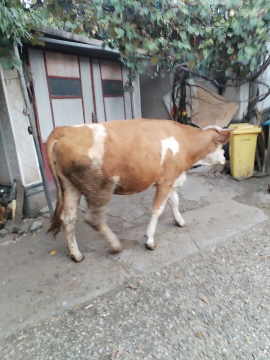 Juninci baltate de vanzare