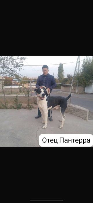 Алабай щенок тяж