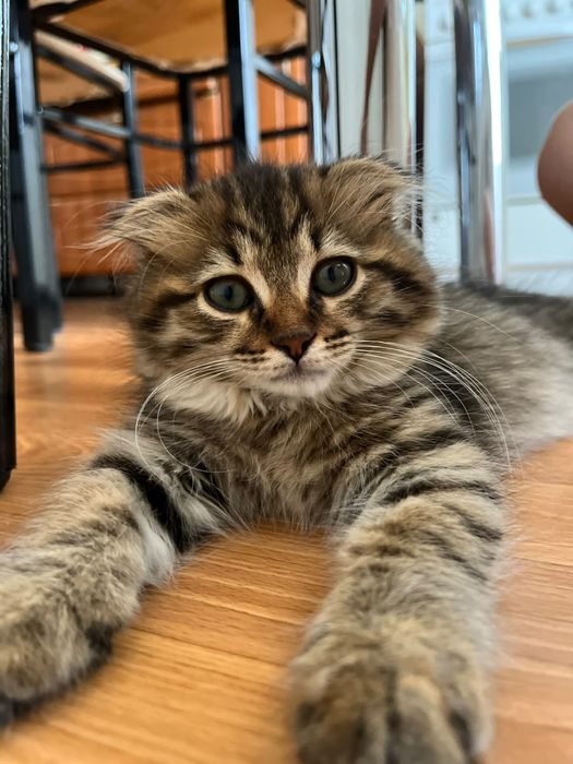 Отдамдим котенка