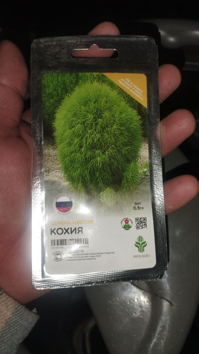 Декоративные кохия уруґи сотилади ку́п йиллик гул хар йили у́зи чикади