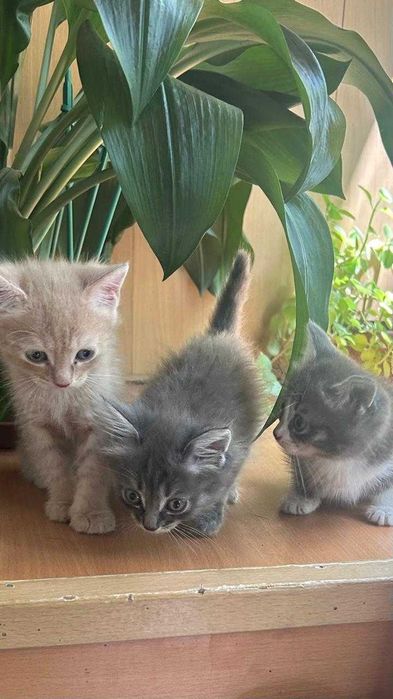Славные котята ищут доброго хозяина