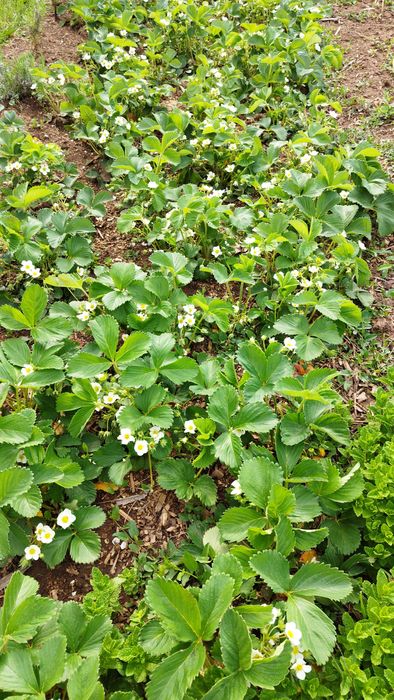 Разсад сладка едра ягода,1 лв.. Лично вземане