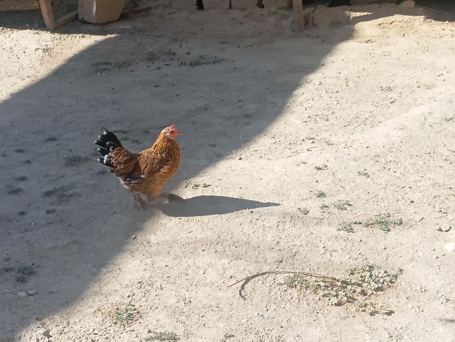 Yaponcha tovuq sotiladi