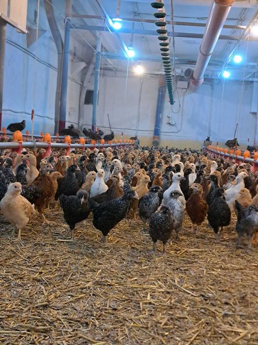 Vand puicute ouatoare Dominant Cehia, 5 saptamani, vaccinuri la zi.