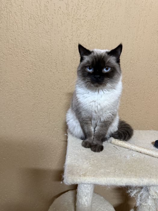 British short hair kitty