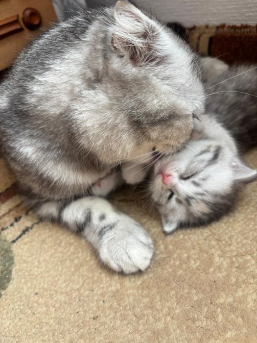 Котята шотландский породы.