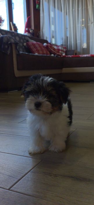 Йорки бивър териер две момчета!