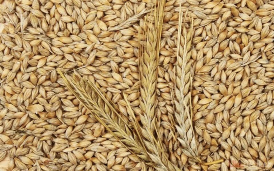 Продам ячмень арпа