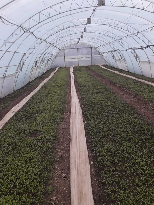 Разсад Пипер,Домати, Краставици и др.