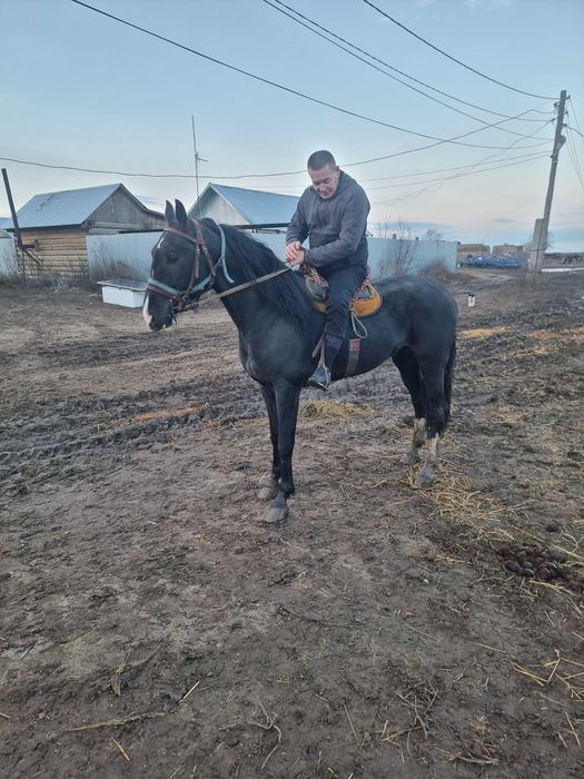 Орловский Жеребец