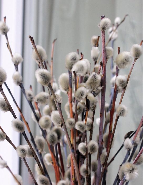 Продам вербу к вербному воскресенью