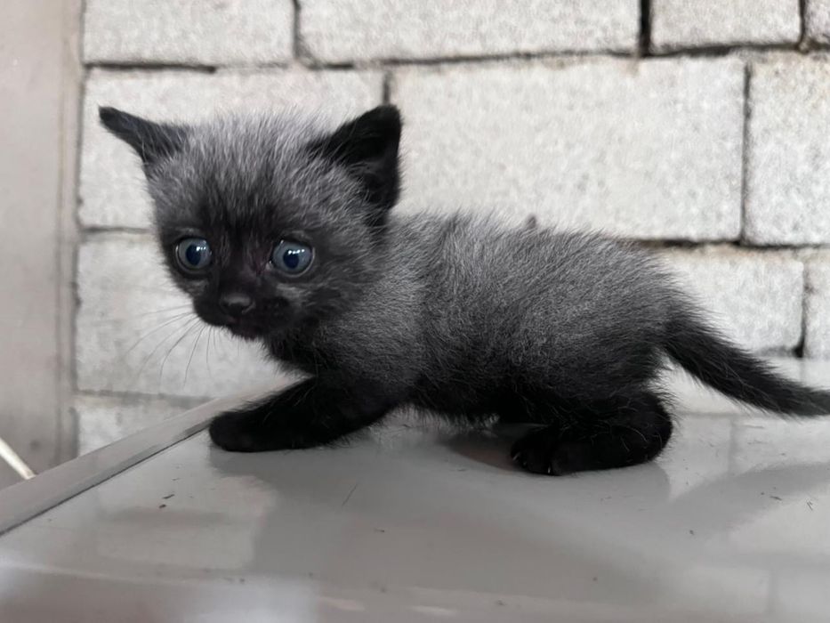 Котята в хорошие руки