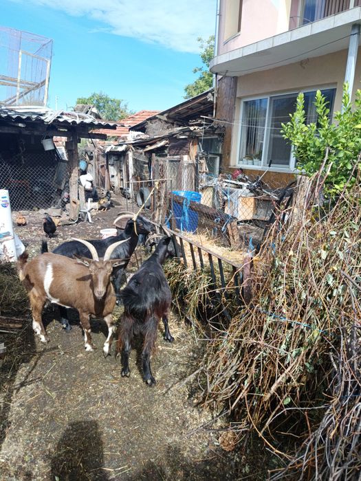 Продавам 3 броя кози