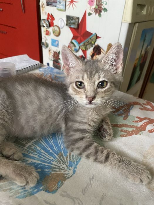 Подарявам коте Варна