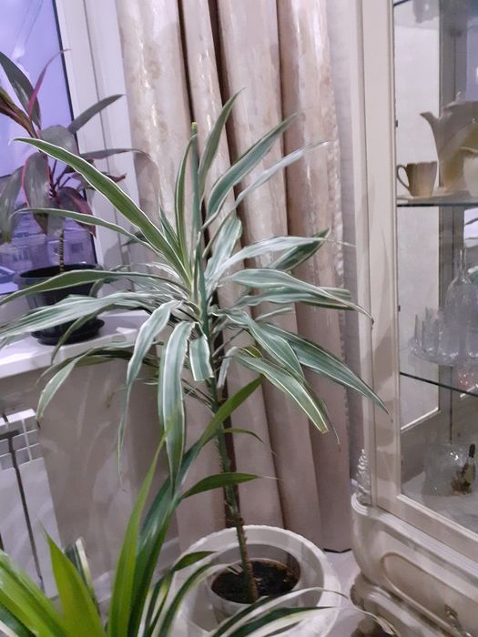 Комнатные  цветы