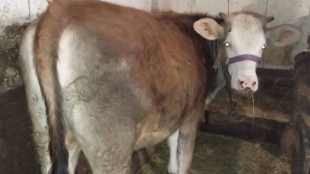 Vand juncă bălțată de 1 an