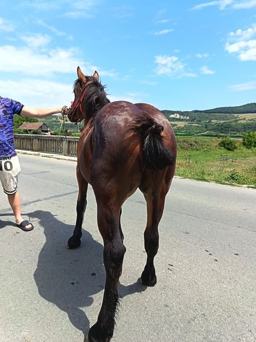 Vând mânz de 1 an si 3 luni