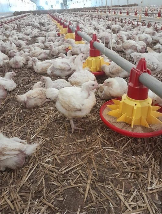 Puii de carne și rasa mixta