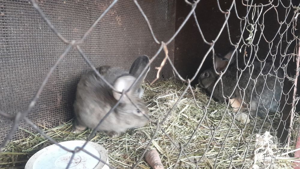 Продам кроликов 3 штуки