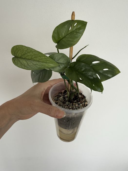 Эпипремнум себу блю